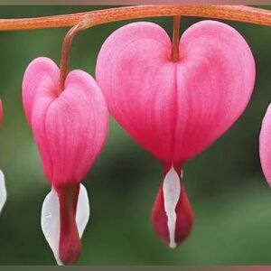 Meet your Posher, Charli